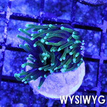 Load image into Gallery viewer, Dragon Soul Torch