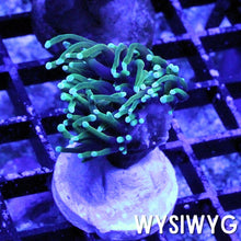 Load image into Gallery viewer, Dragon Soul Torch