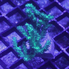 Load image into Gallery viewer, Green Nepthea Leather