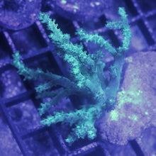 Load image into Gallery viewer, Green Nepthea Leather