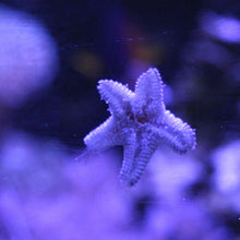 Load image into Gallery viewer, Asterina Starfish (Pack of 10)
