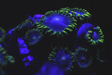 Load image into Gallery viewer, Blue Alien Zoas