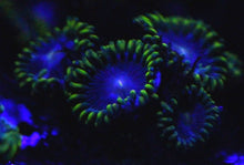 Load image into Gallery viewer, Blue Alien Zoas