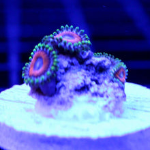 Load image into Gallery viewer, Eagle Eye Zoas