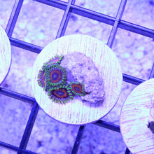 Load image into Gallery viewer, Eagle Eye Zoas