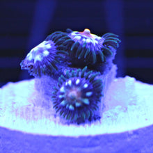 Load image into Gallery viewer, JF Stargazer Zoas