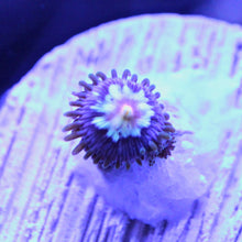 Load image into Gallery viewer, JF Stargazer Zoas