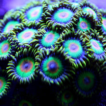 Load image into Gallery viewer, Rasta Zoas