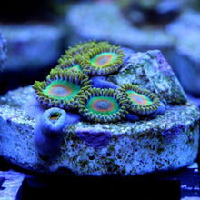 Load image into Gallery viewer, Rasta Zoas