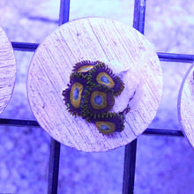 Load image into Gallery viewer, Scrambled Eggs Zoas