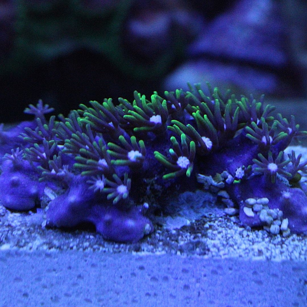 Saltwater Aquarium Coral: Metallic Green Star Polyps