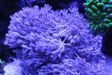 Load image into Gallery viewer, Pulsing Xenia