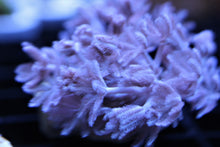 Load image into Gallery viewer, Pulsing Xenia