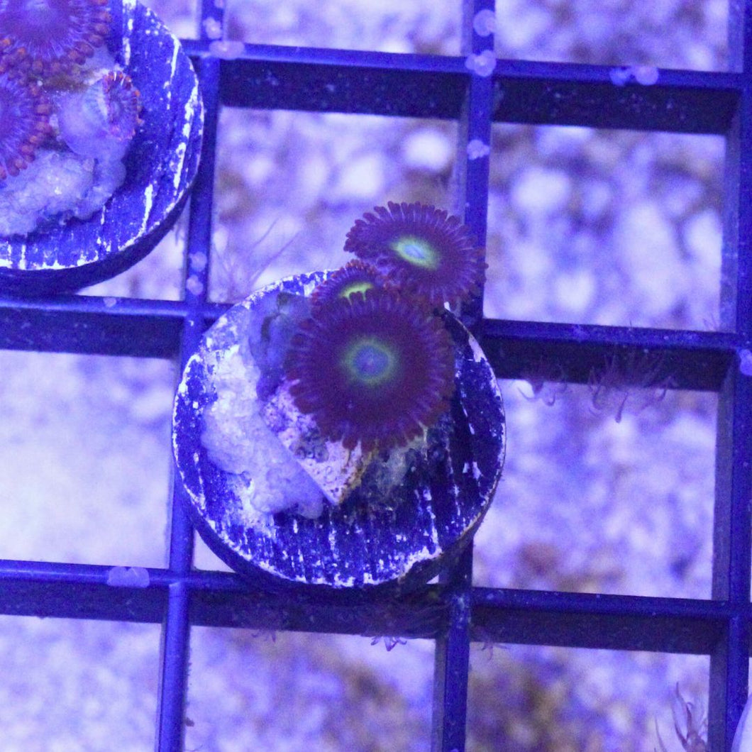 Emeralds on Fire Zoas