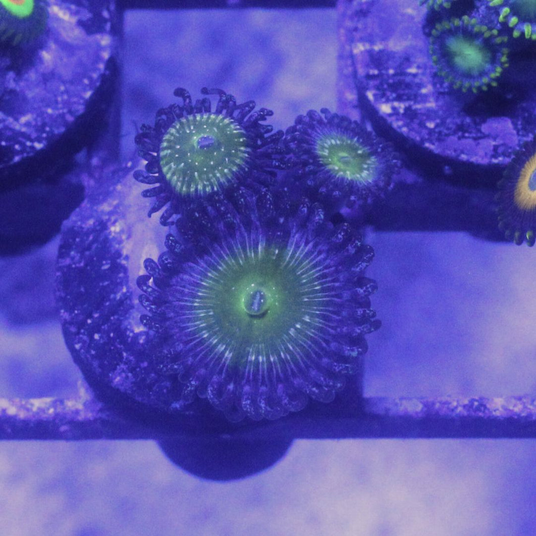 Frozen Apple Zoas