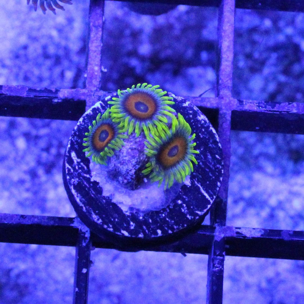 Lazy Lashes Zoas