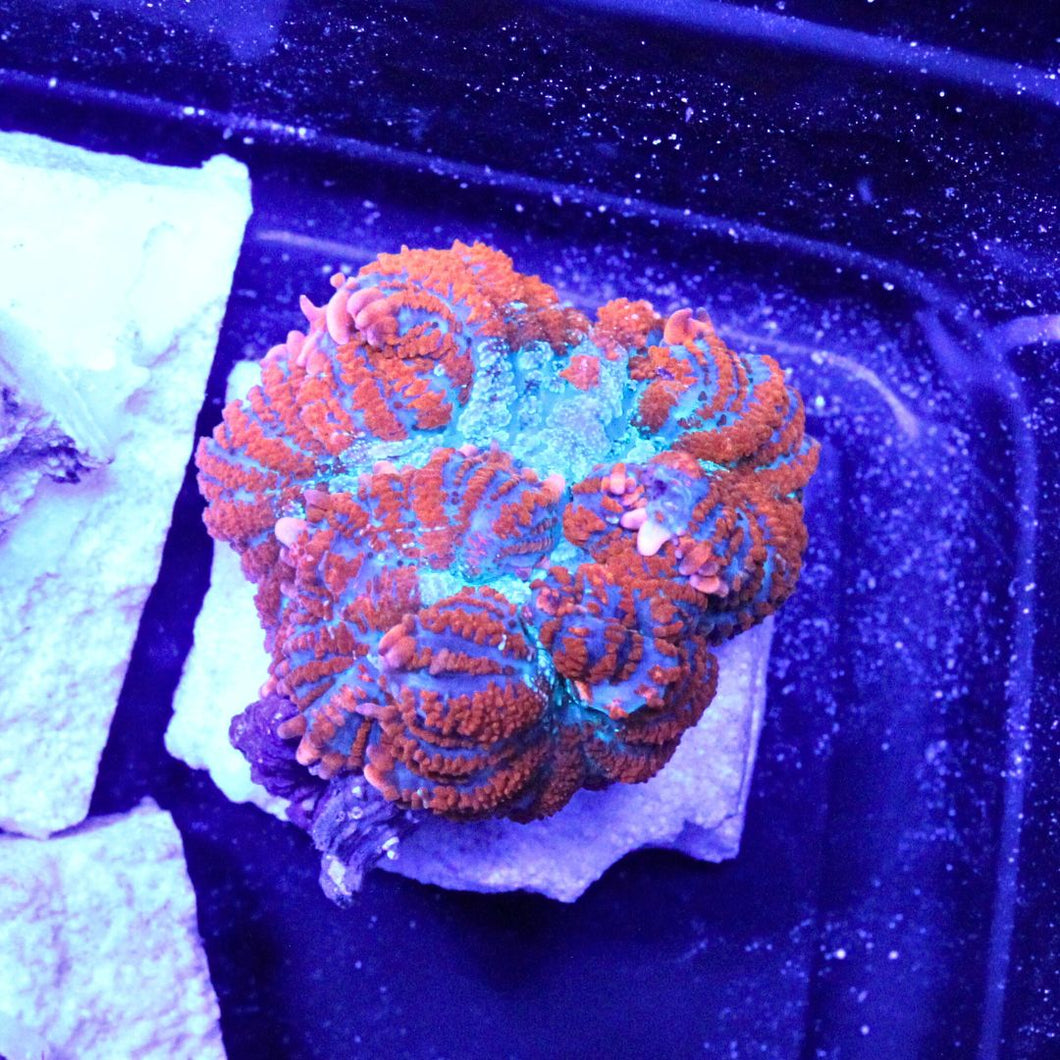 Orange Turquoise Rhodactis Mushroom