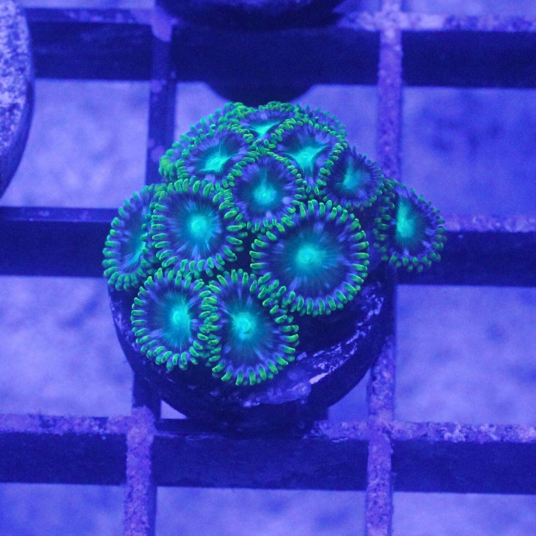 Radioactive Dragon Eyes Zoas