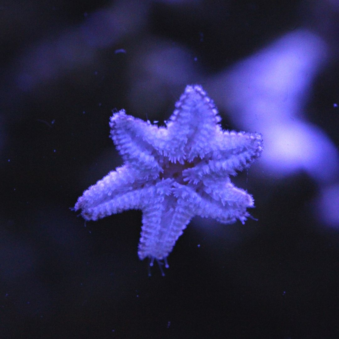 Pack of Asterina Aquilonastrea SeaStars Starfish – TerraReef