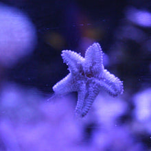 Load image into Gallery viewer, Asterina Starfish (Pack of 10)
