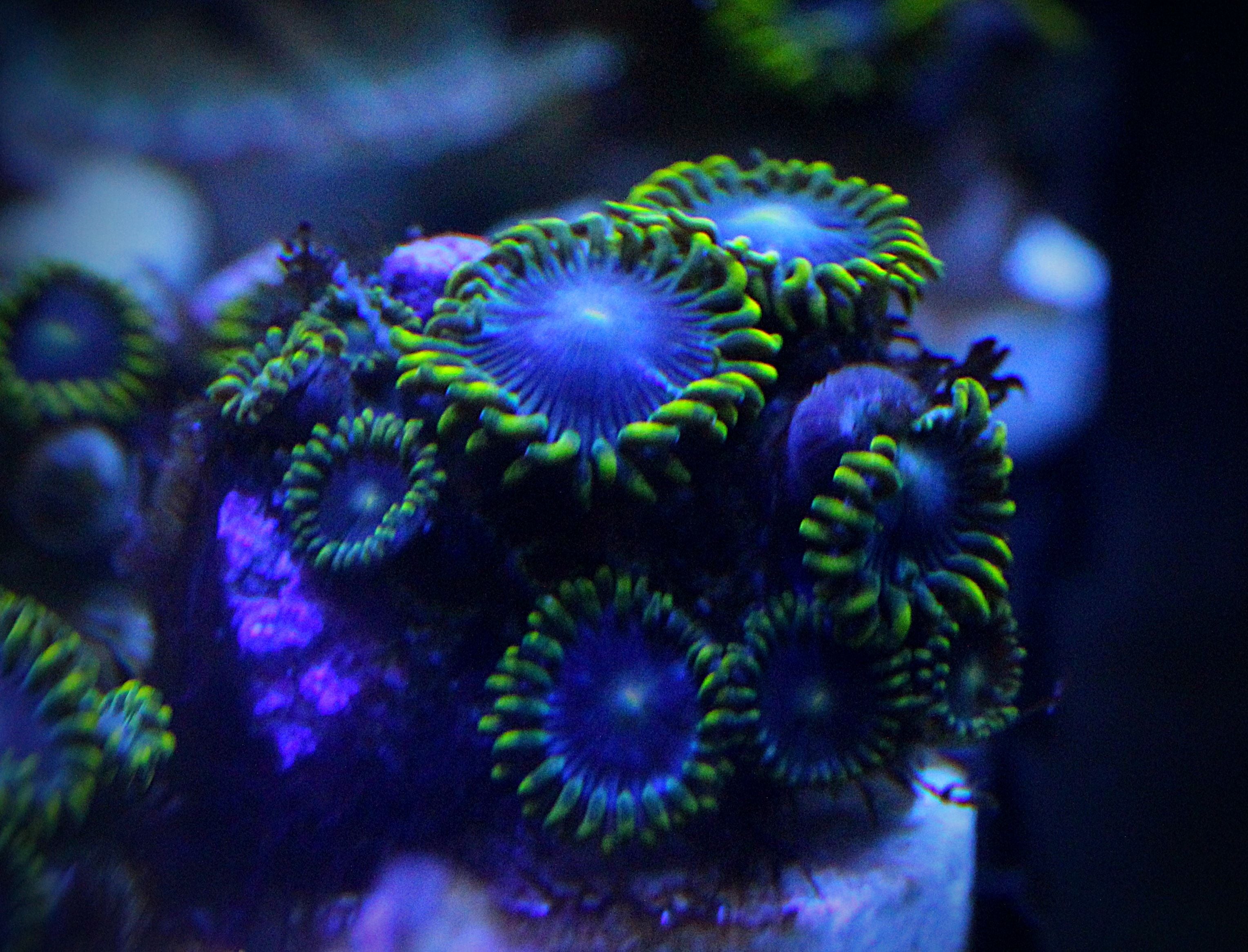 Blue Alien Zoas | Zoanthid Coral For Sale – Harbie's Harbor