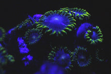 Load image into Gallery viewer, Blue Alien Zoas
