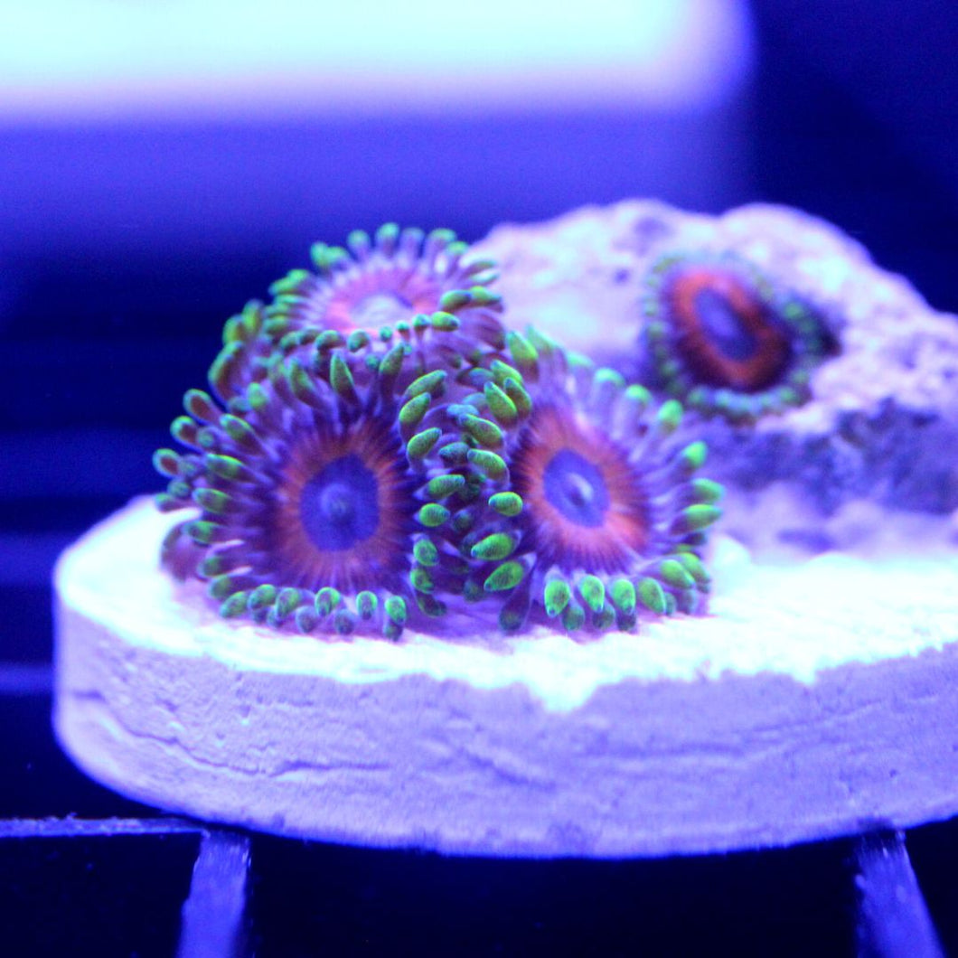 Eagle Eye Zoas