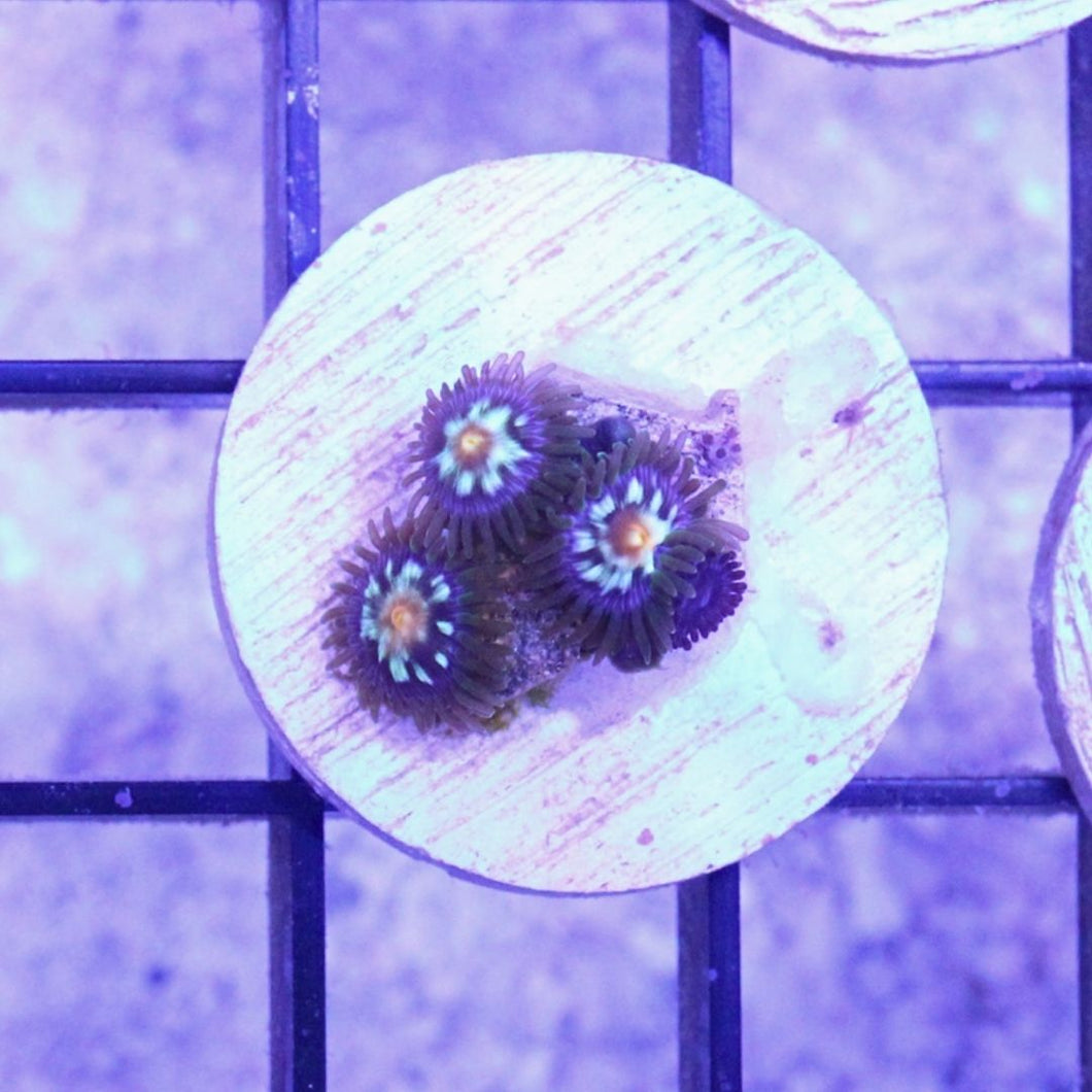 JF Stargazer Zoas