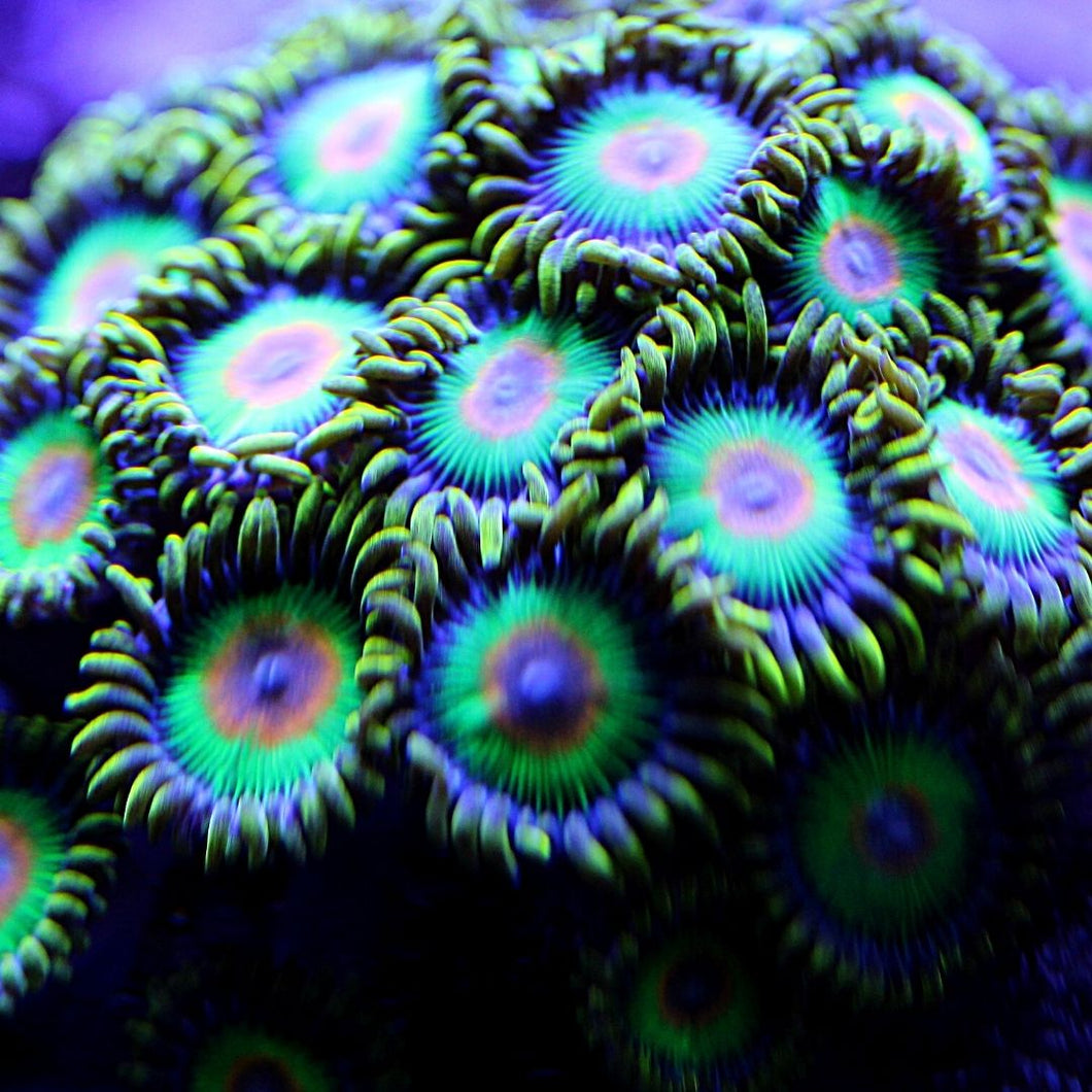 Rasta Zoas