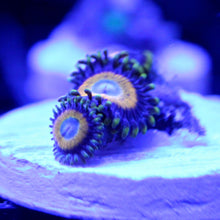 Load image into Gallery viewer, Scrambled Eggs Zoas
