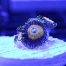 Load image into Gallery viewer, Scrambled Eggs Zoas
