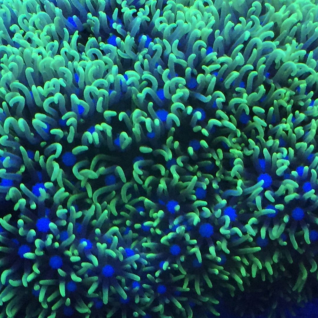 Green Star Polyps