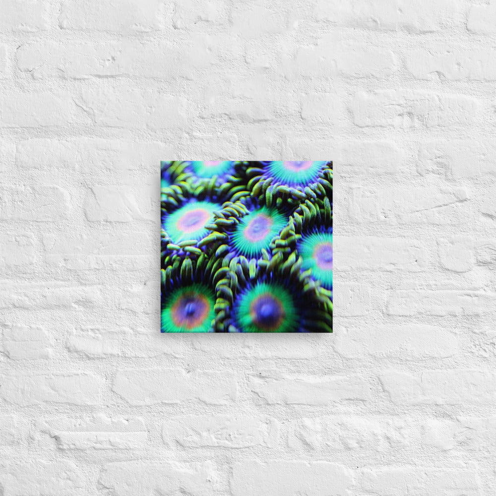 Rasta Zoa Canvas Print